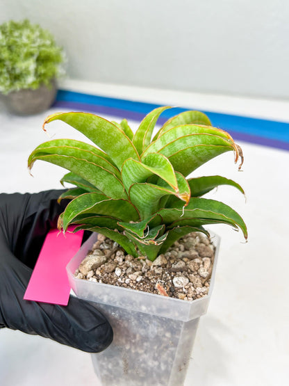Sansevieria AFF Nalika (H22) | Imported Plants | Rare Hybrid Species