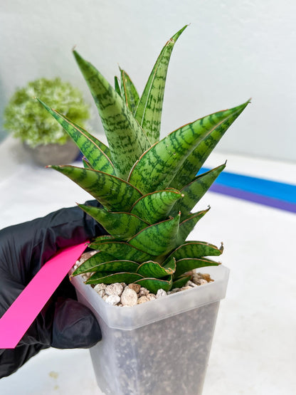 Sansevieria Personi x cordova x boncel (H25) | Only a few left—don’t miss out