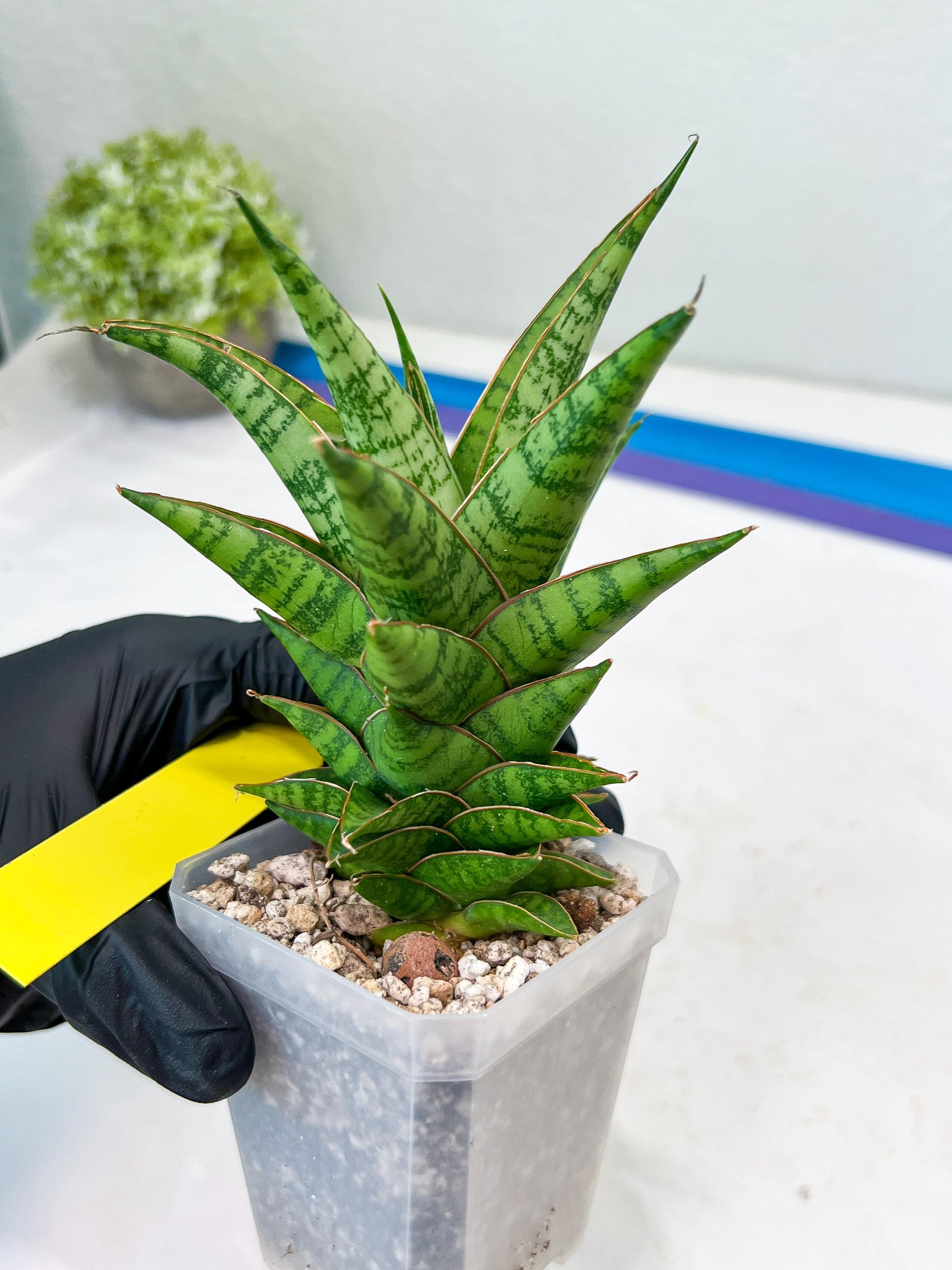 Sansevieria Personi x cordova x boncel (H25) | Only a few left—don’t miss out