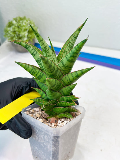 Sansevieria Personi x cordova x boncel (H25) | Only a few left—don’t miss out