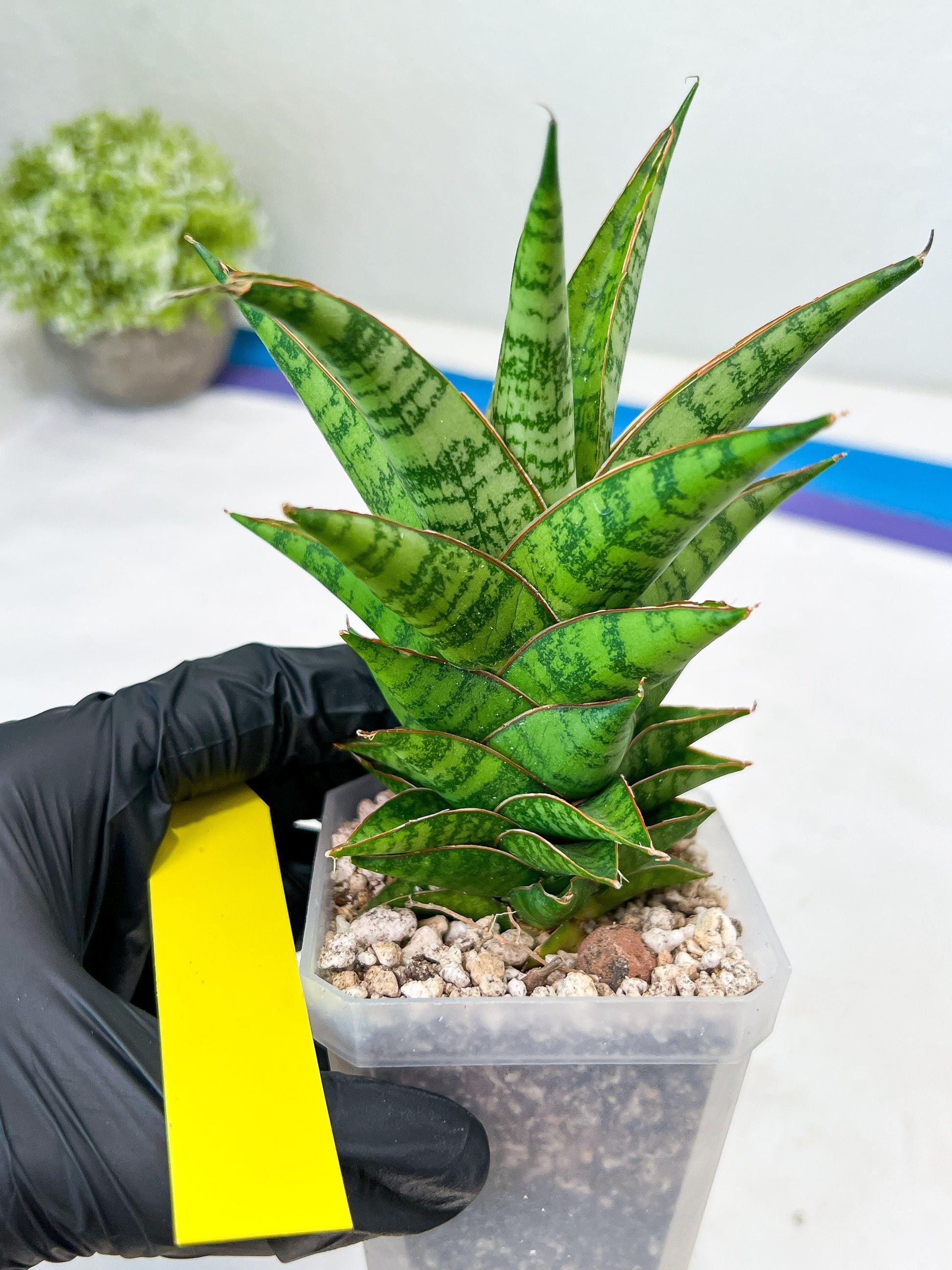 Sansevieria Personi x cordova x boncel (H25) | Only a few left—don’t miss out