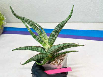 Sansevieria Nogo Geni (H23) | Imported Hybrid