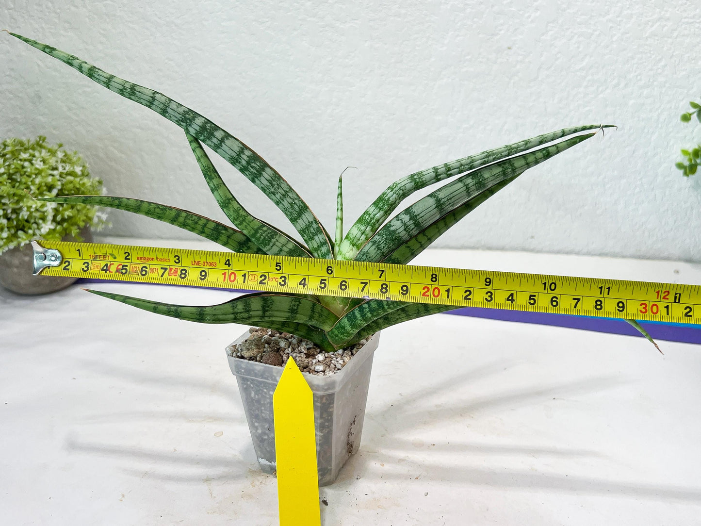 Sansevieria Nogo Geni (H23) | Imported Hybrid