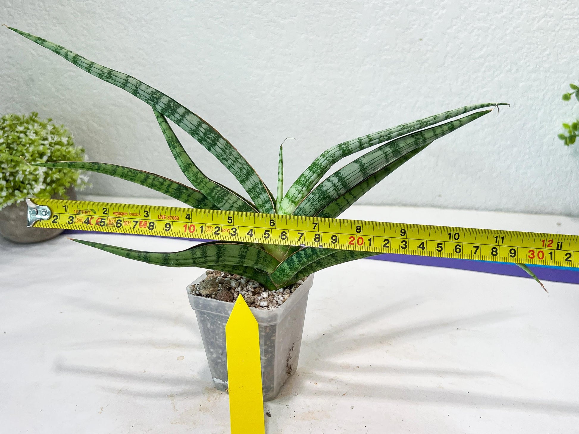 Sansevieria Nogo Geni (H23) | Imported Hybrid