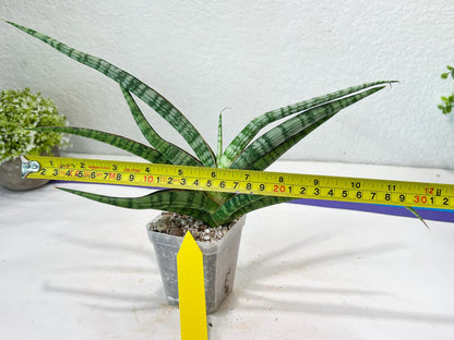 Sansevieria Nogo Geni (H23) | Imported Hybrid