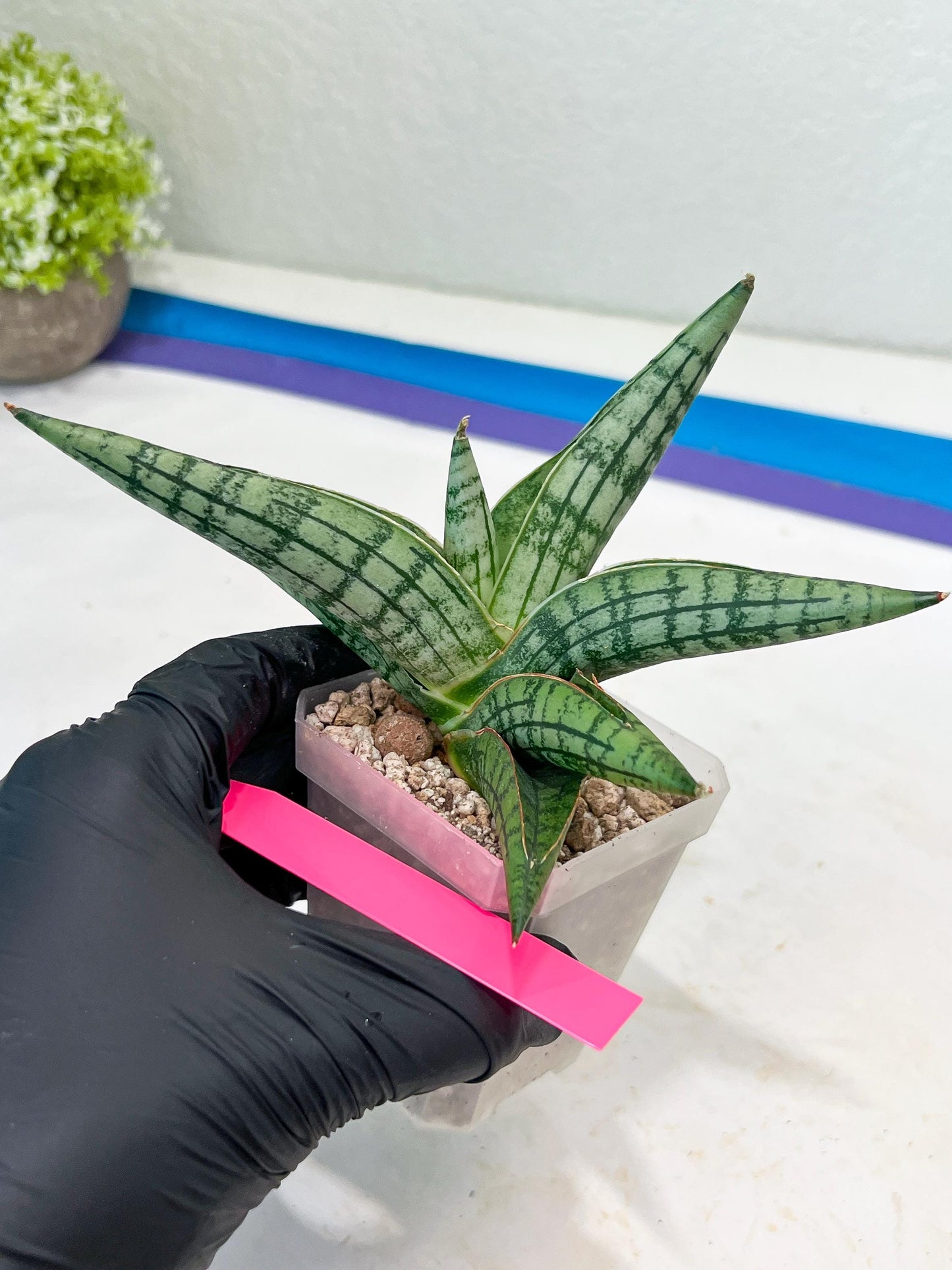 Sansevieria Spartagus (H8) | Discover a One-of-a-Kind Plant | 2" Pot