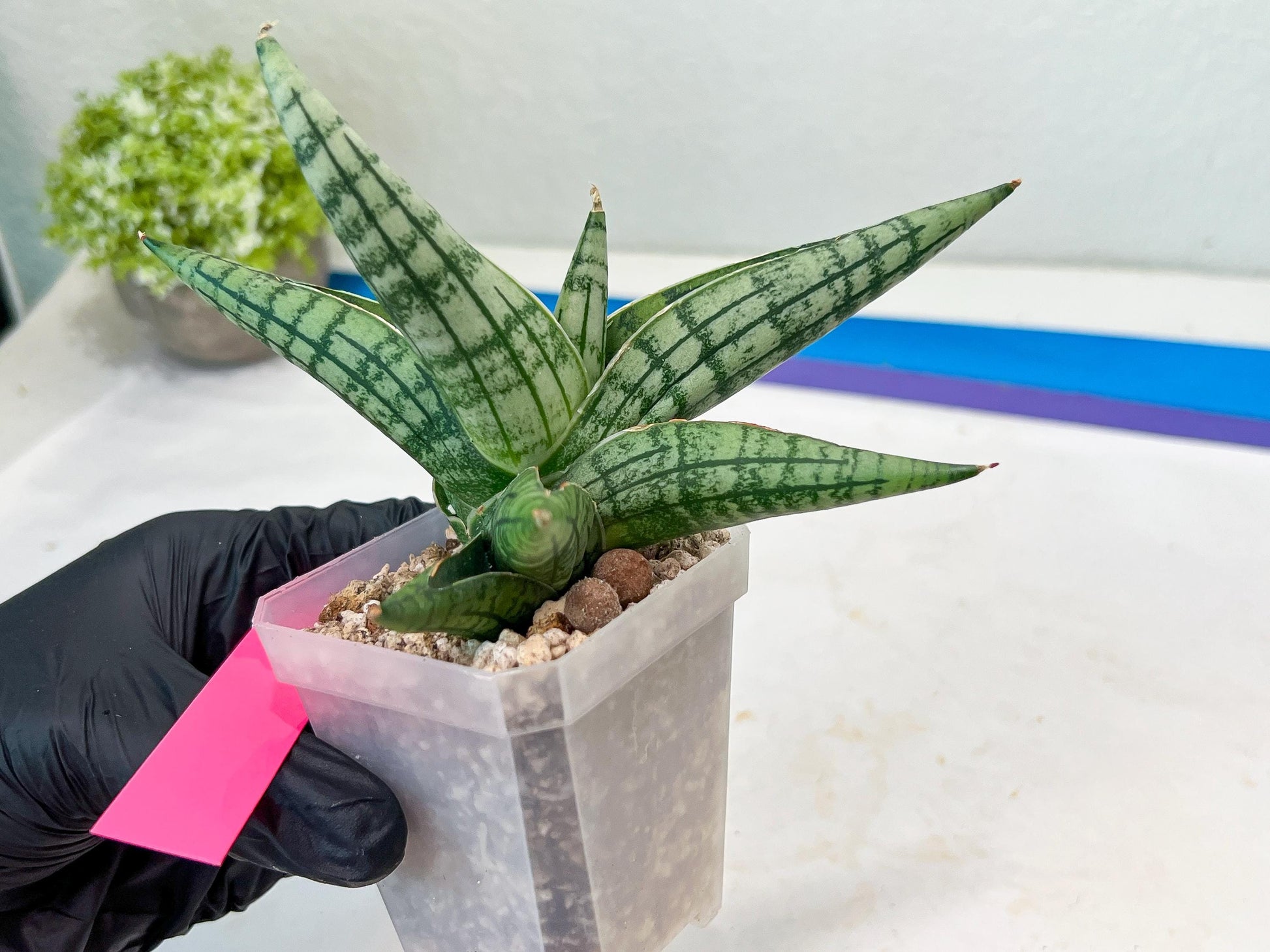 Sansevieria Spartagus (H8) | Discover a One-of-a-Kind Plant | 2" Pot