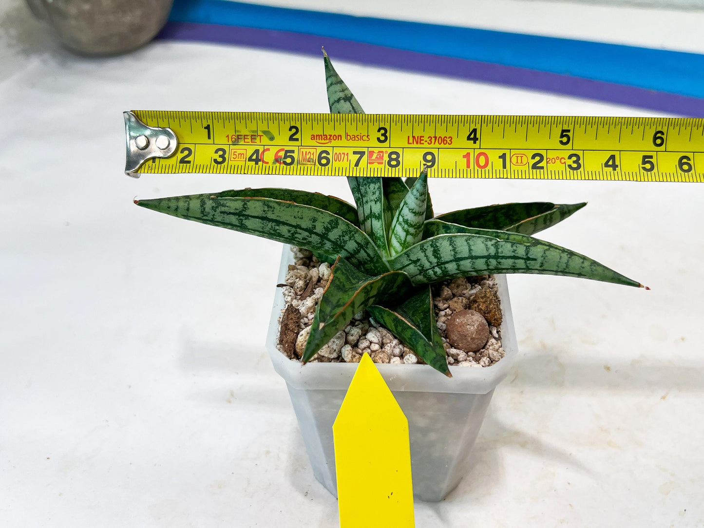 Sansevieria Spartagus (H8) | Discover a One-of-a-Kind Plant | 2" Pot