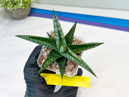Sansevieria Spartagus (H8) | Discover a One-of-a-Kind Plant | 2" Pot