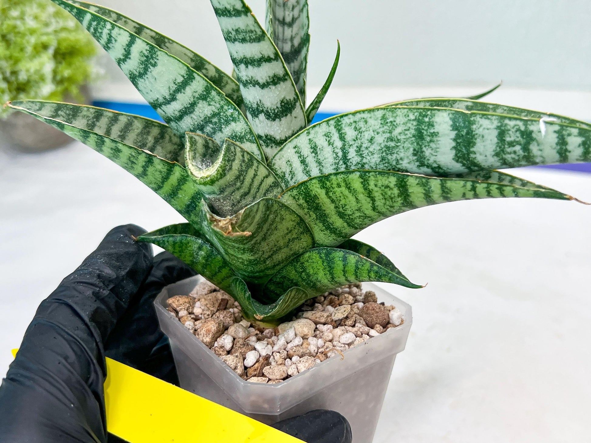 Sansevieria Spyder x Riyad (#C6) (Yellow) | Imported Plant