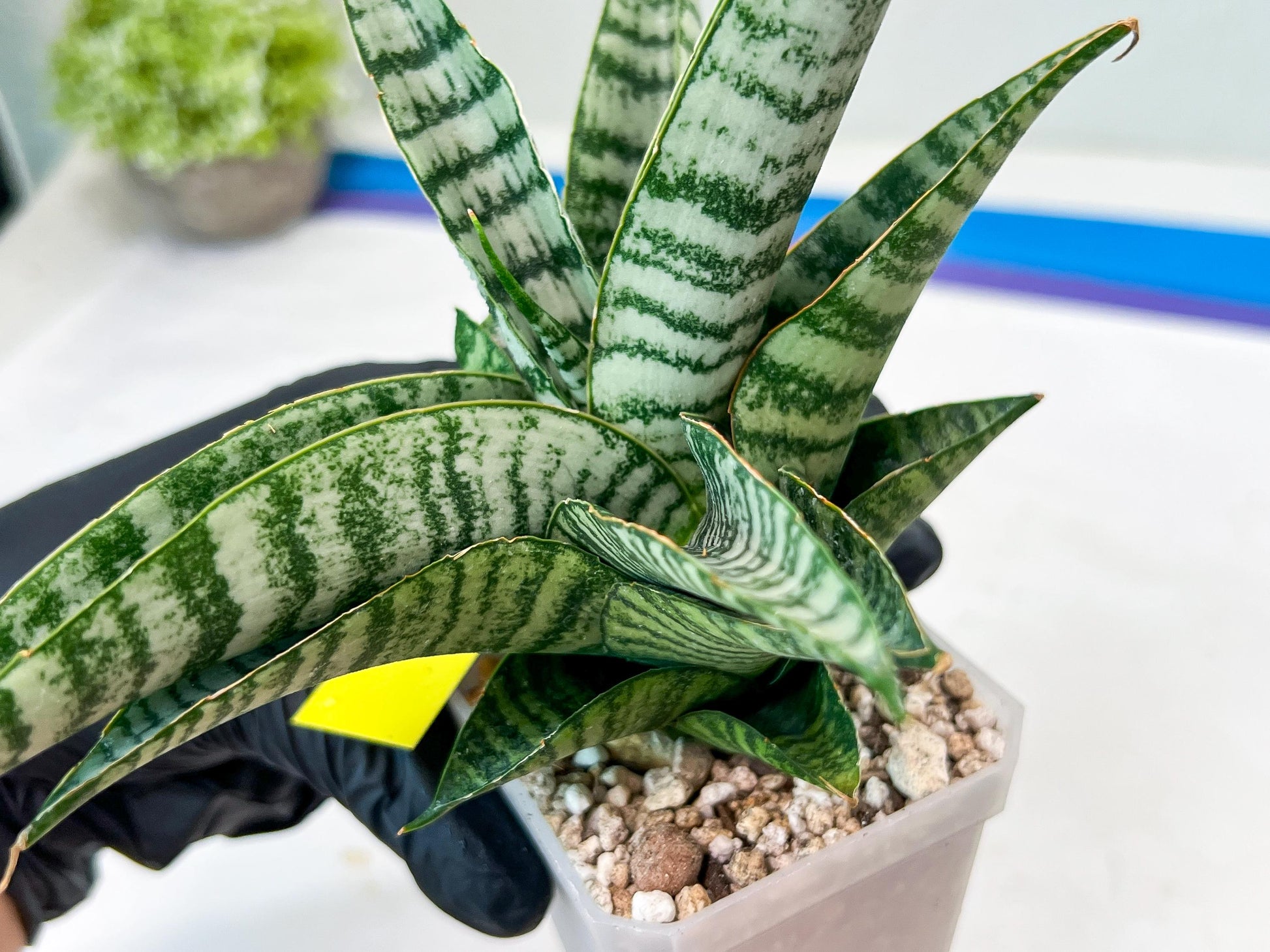 Sansevieria Spyder x Riyad (#C6) (Yellow) | Imported Plant