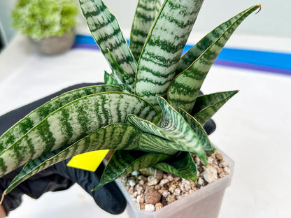 Sansevieria Spyder x Riyad (#C6) (Yellow) | Imported Plant