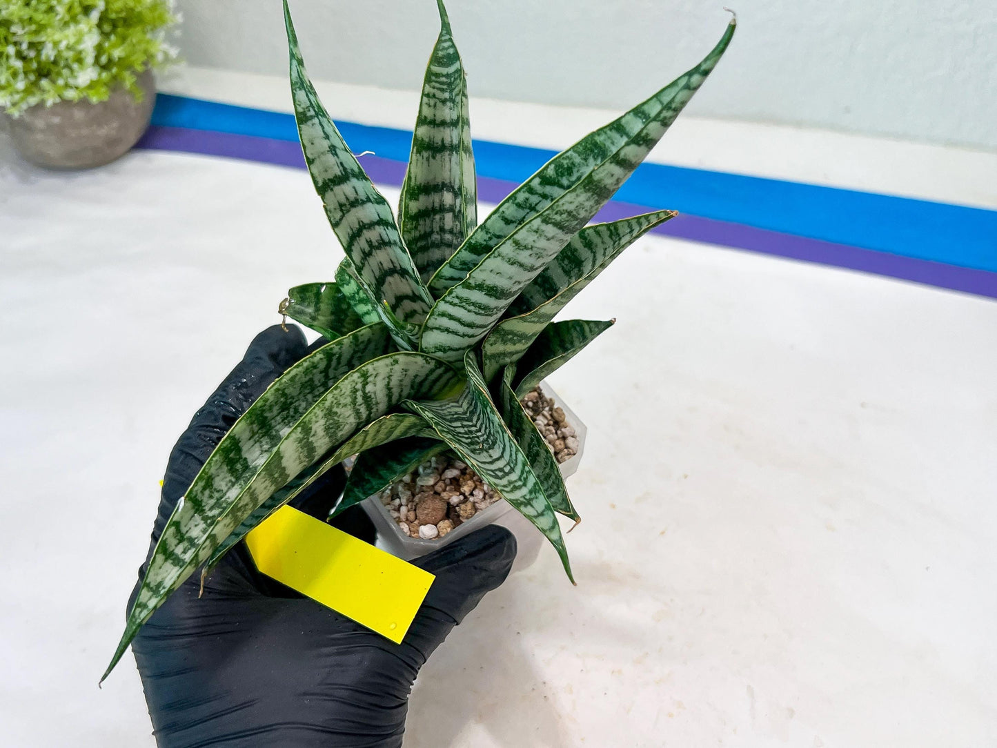 Sansevieria Spyder x Riyad (#C6) (Yellow) | Imported Plant