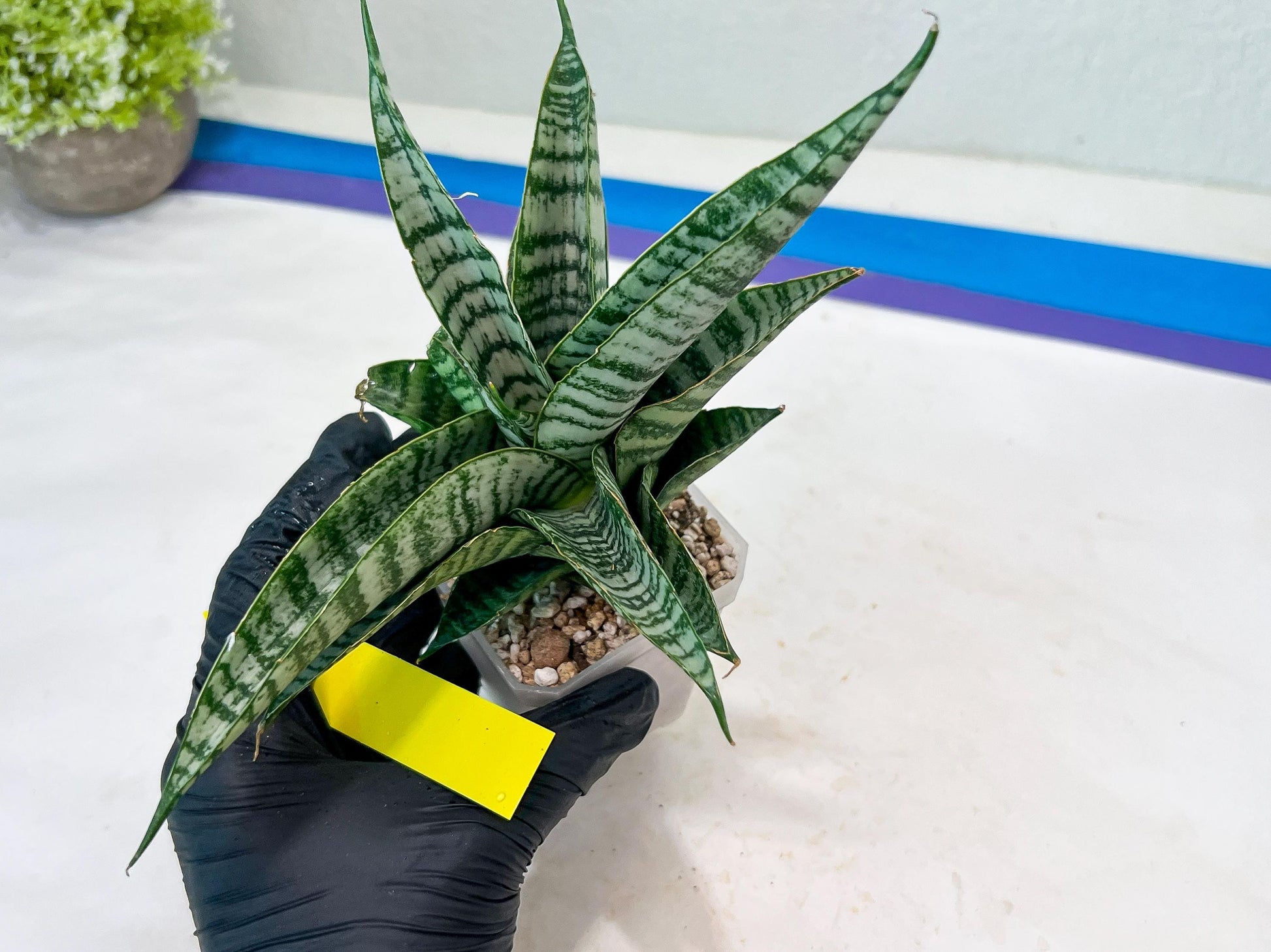 Sansevieria Spyder x Riyad (#C6) (Yellow) | Imported Plant