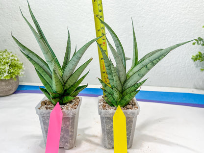 Sansevieria Kagawa (H16) | Let a unique plant bring peace to your space
