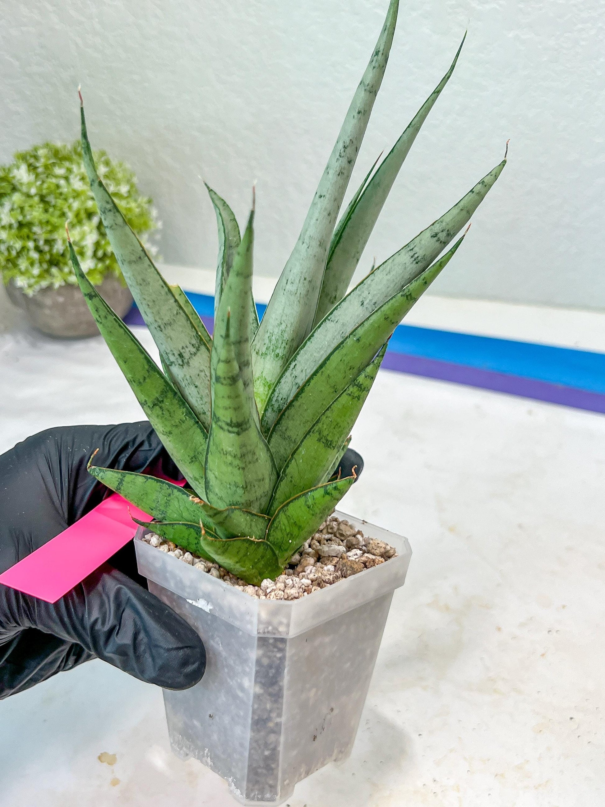 Sansevieria Kagawa (H16) | Let a unique plant bring peace to your space