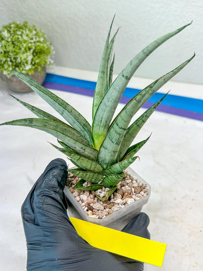 Sansevieria Kagawa (H16) | Let a unique plant bring peace to your space