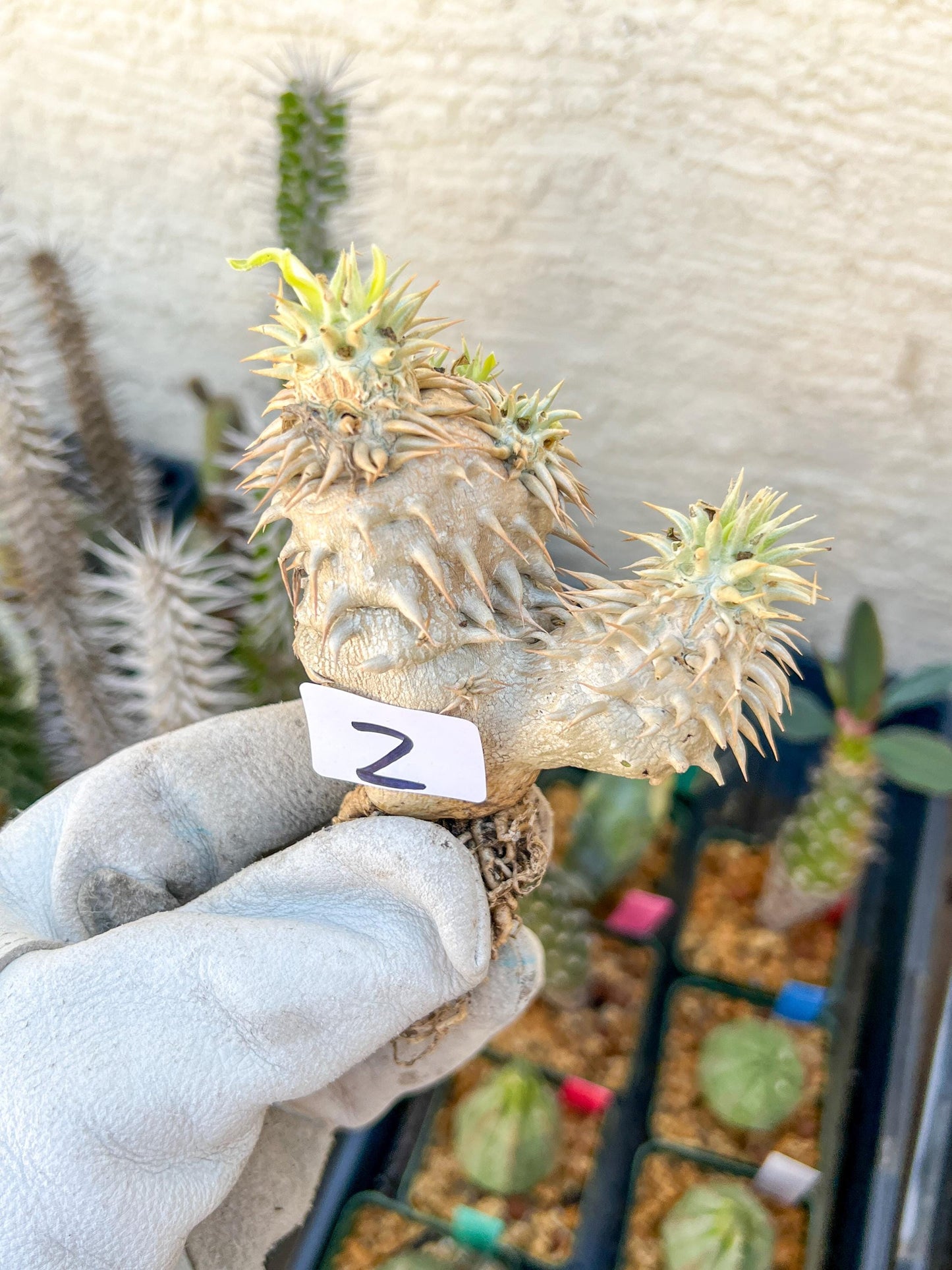Bevicaule Baker (#1~2) | Imported Plants | A warranty can be offered