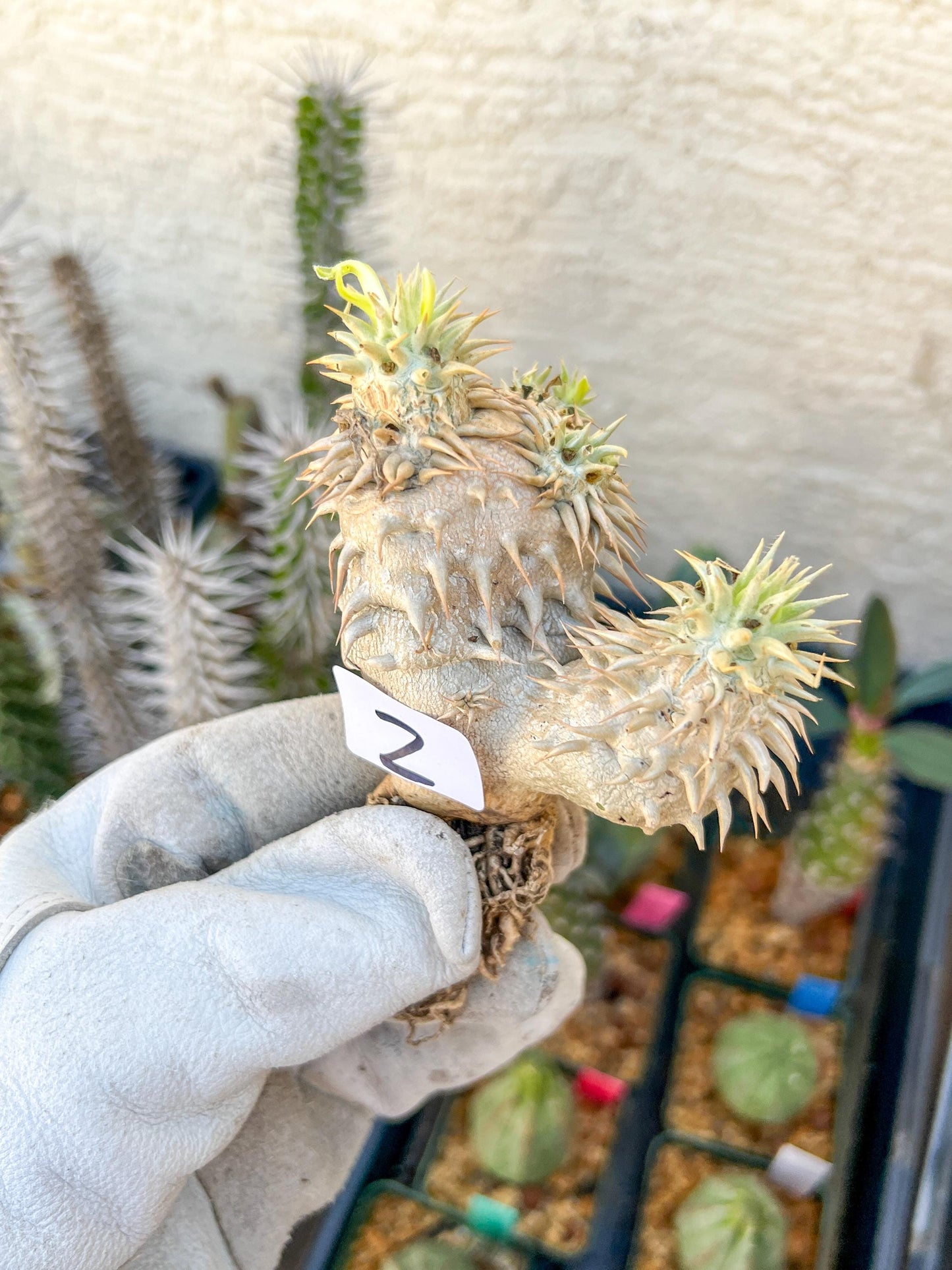 Bevicaule Baker (#1~2) | Imported Plants | A warranty can be offered