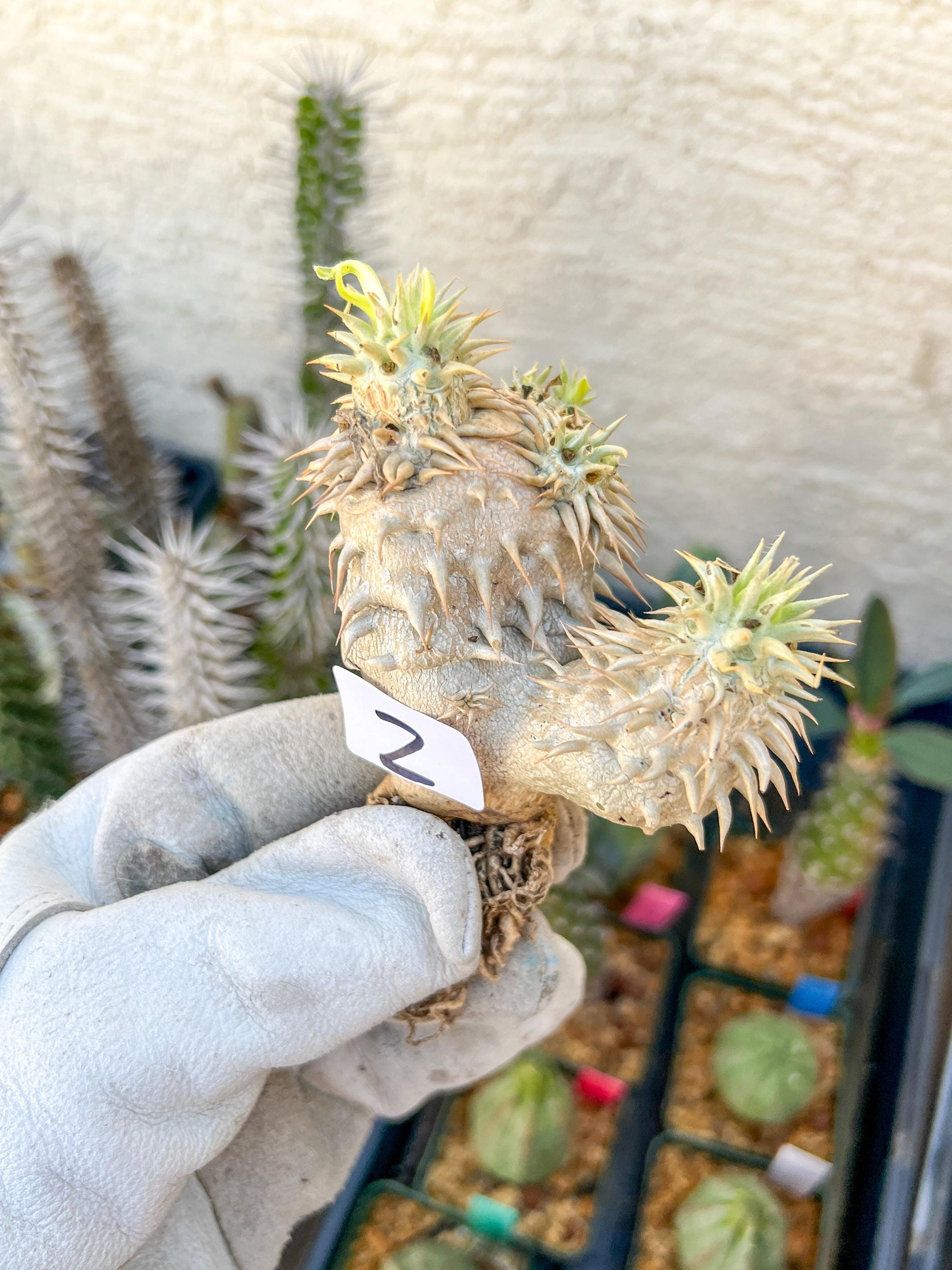 Bevicaule Baker (#1~2) | Imported Plants | A warranty can be offered
