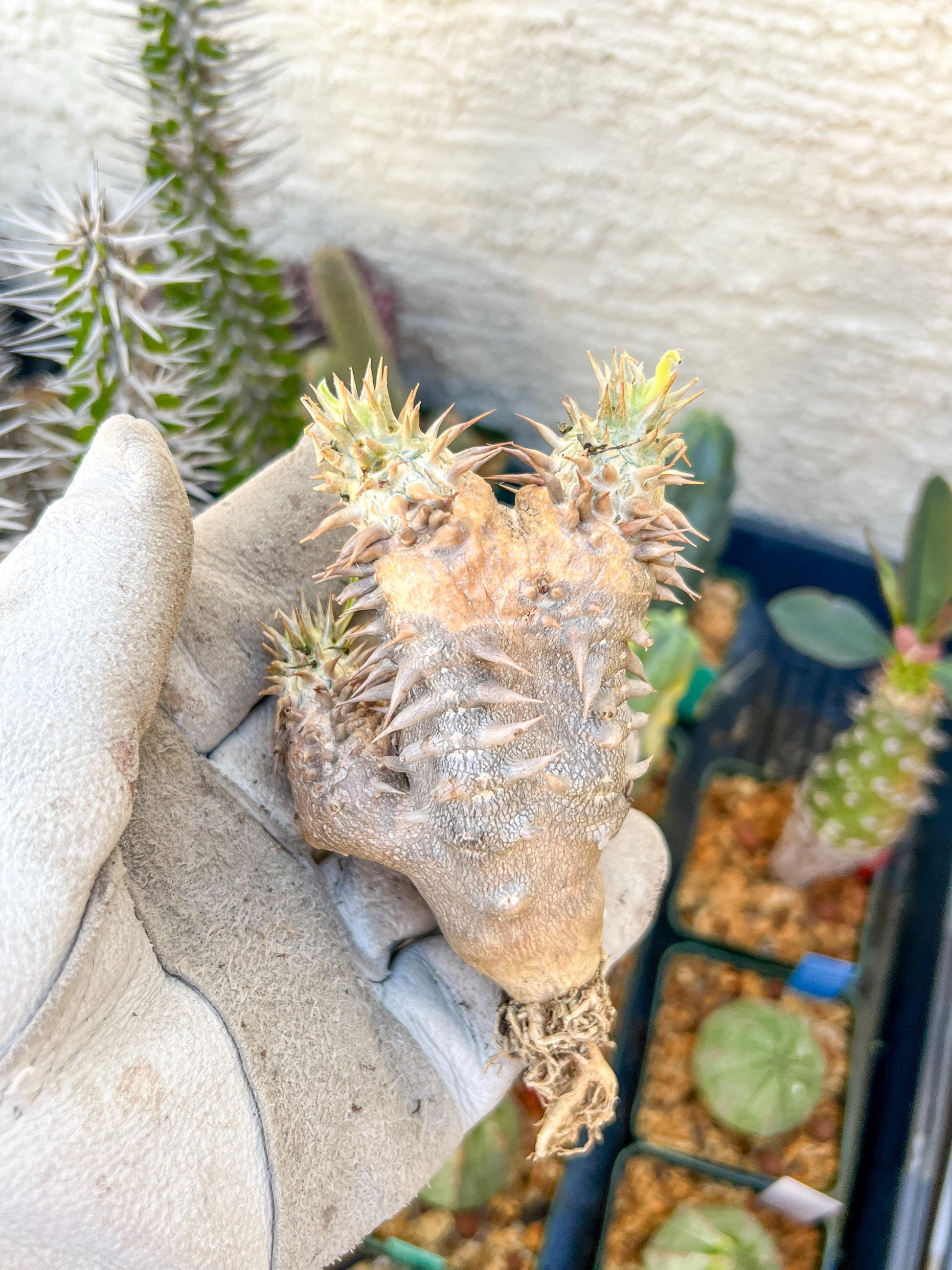 Bevicaule Baker (#3~4) | Imported Plants