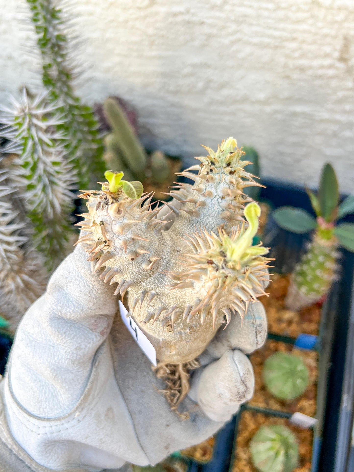 Bevicaule Baker (#3~4) | Imported Plants