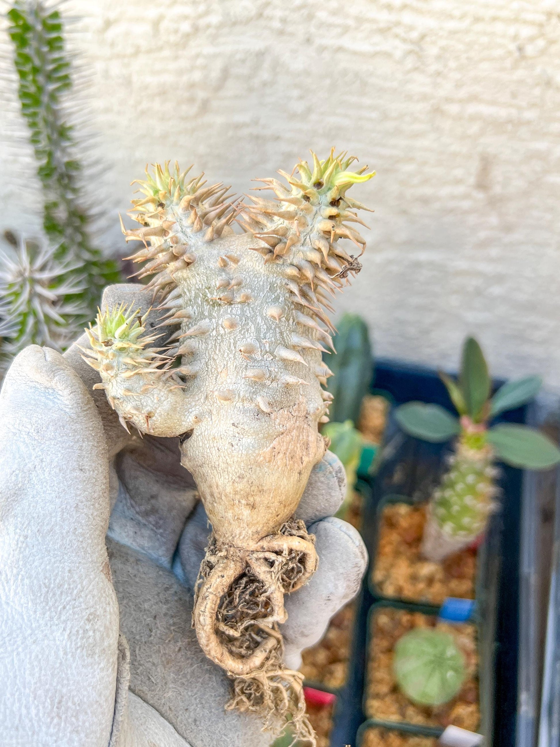 Bevicaule Baker (#5~6) | Imported Plants