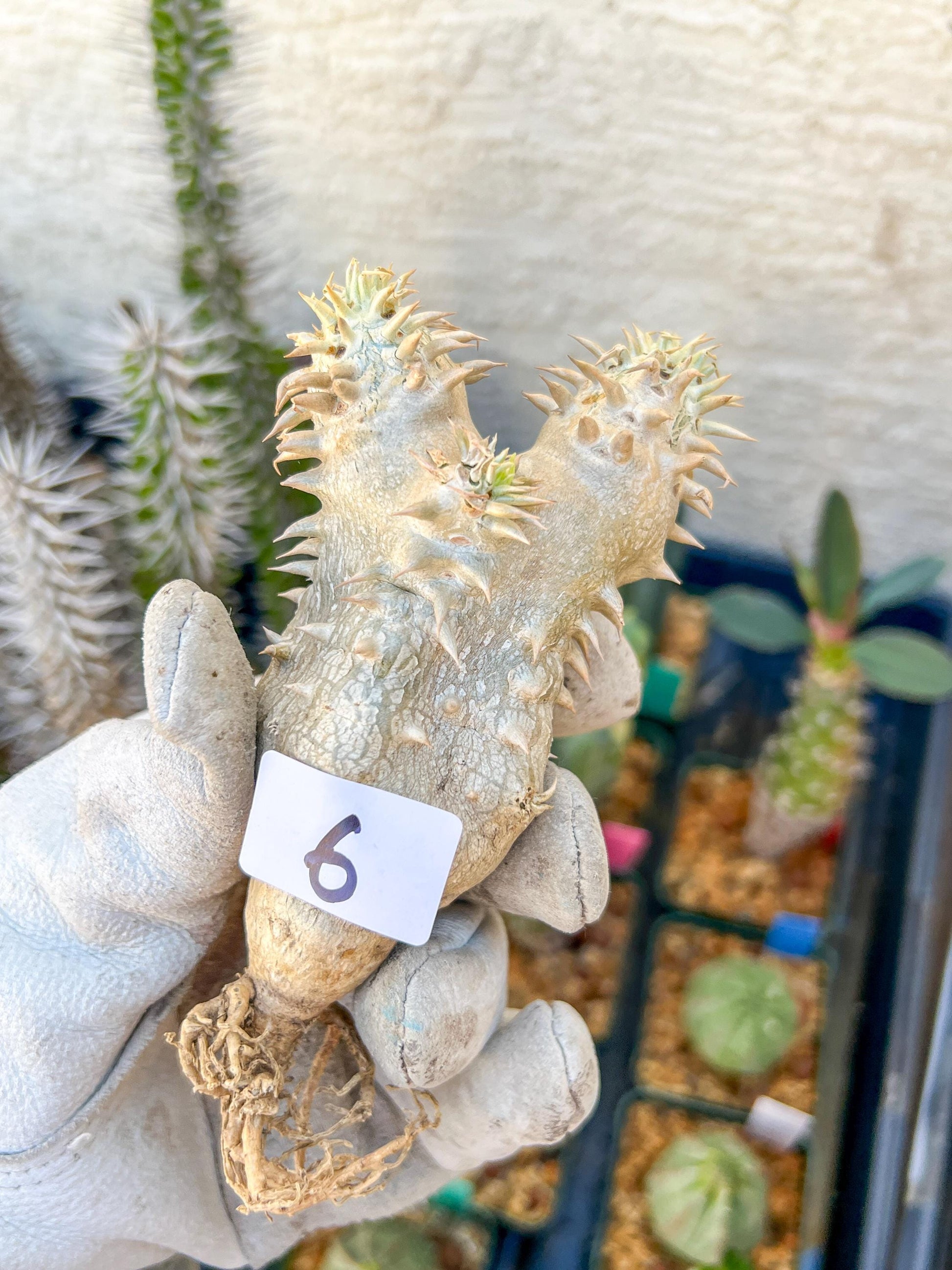 Bevicaule Baker (#5~6) | Imported Plants
