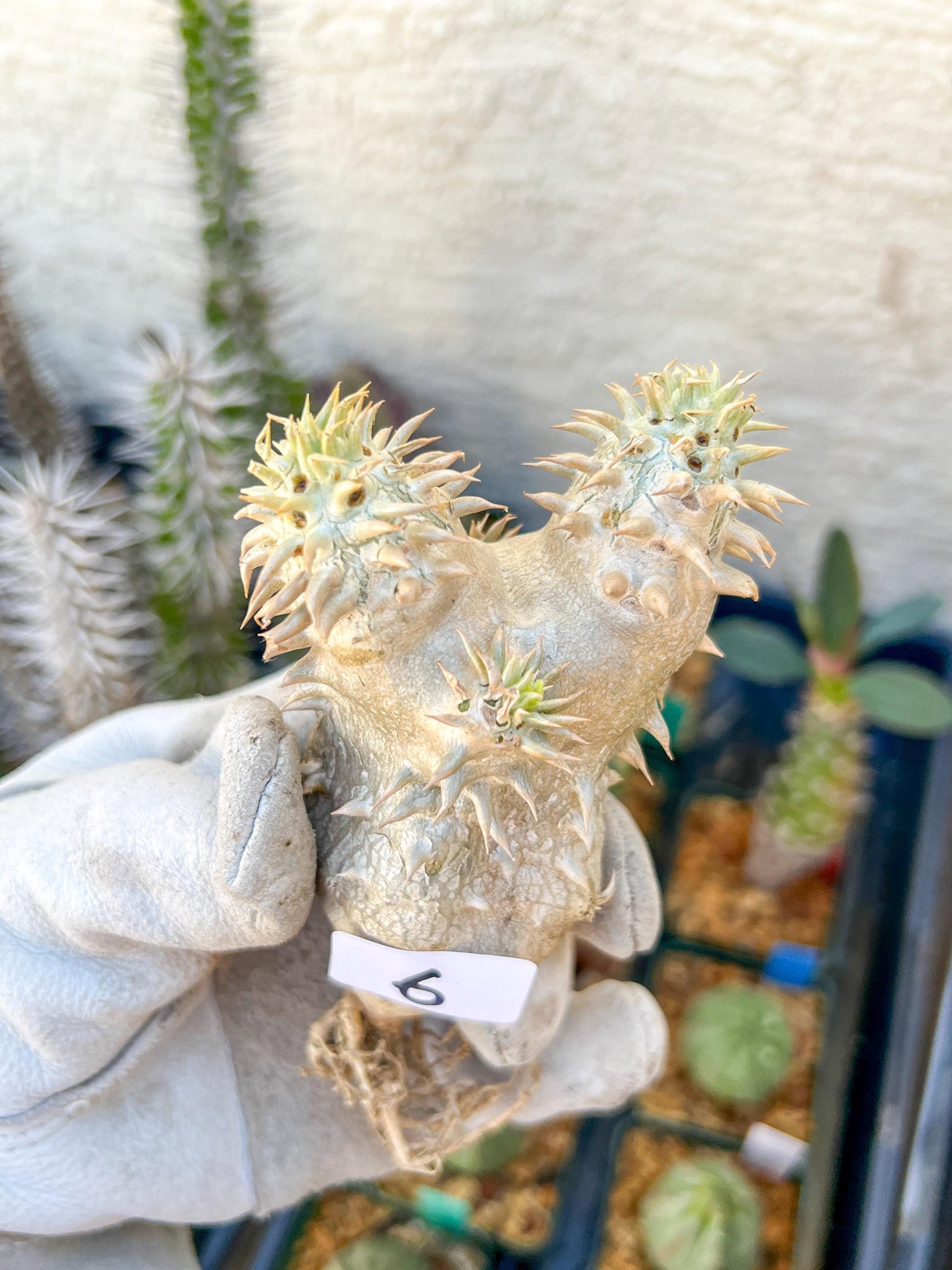 Bevicaule Baker (#5~6) | Imported Plants