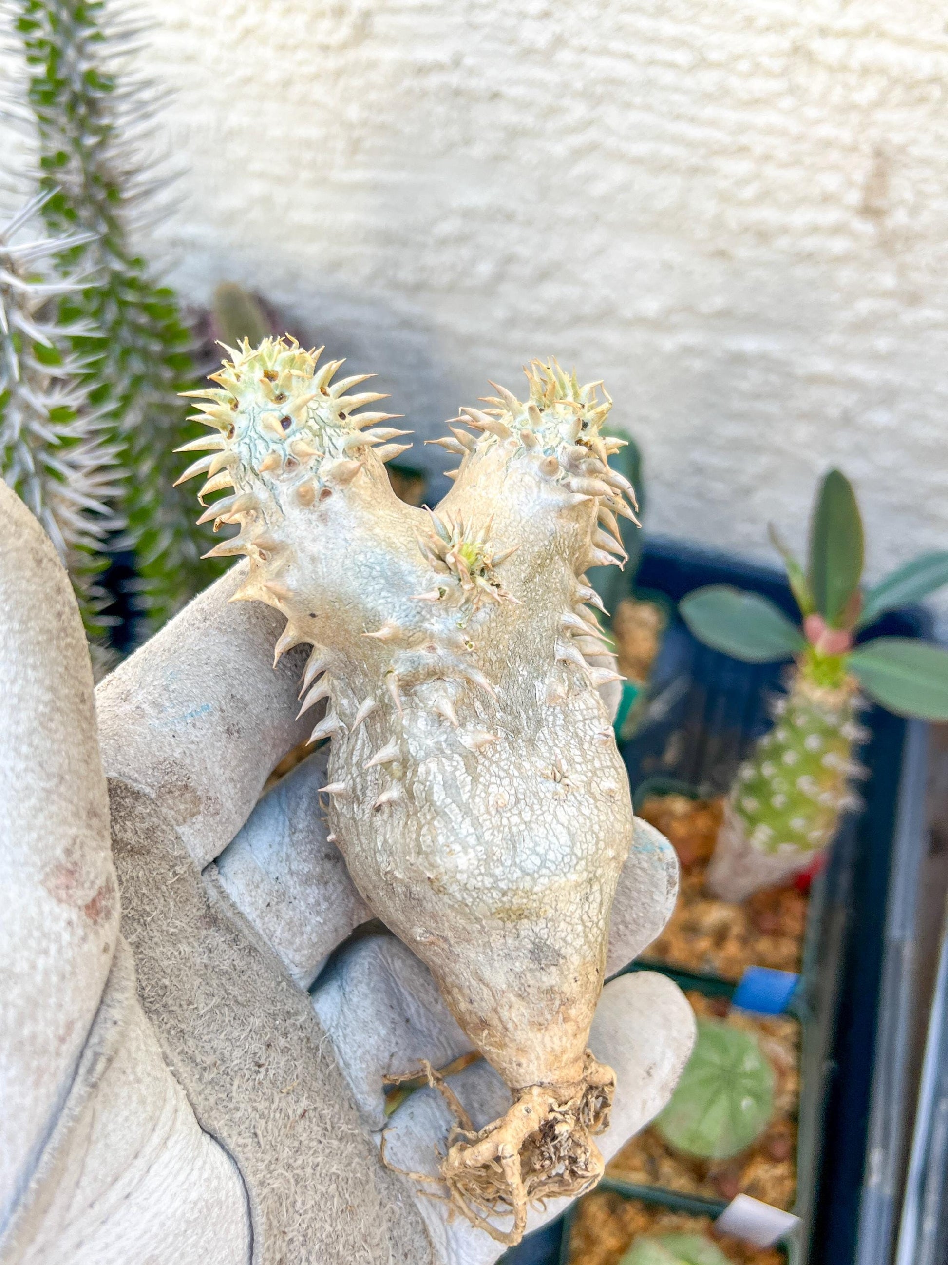 Bevicaule Baker (#5~6) | Imported Plants