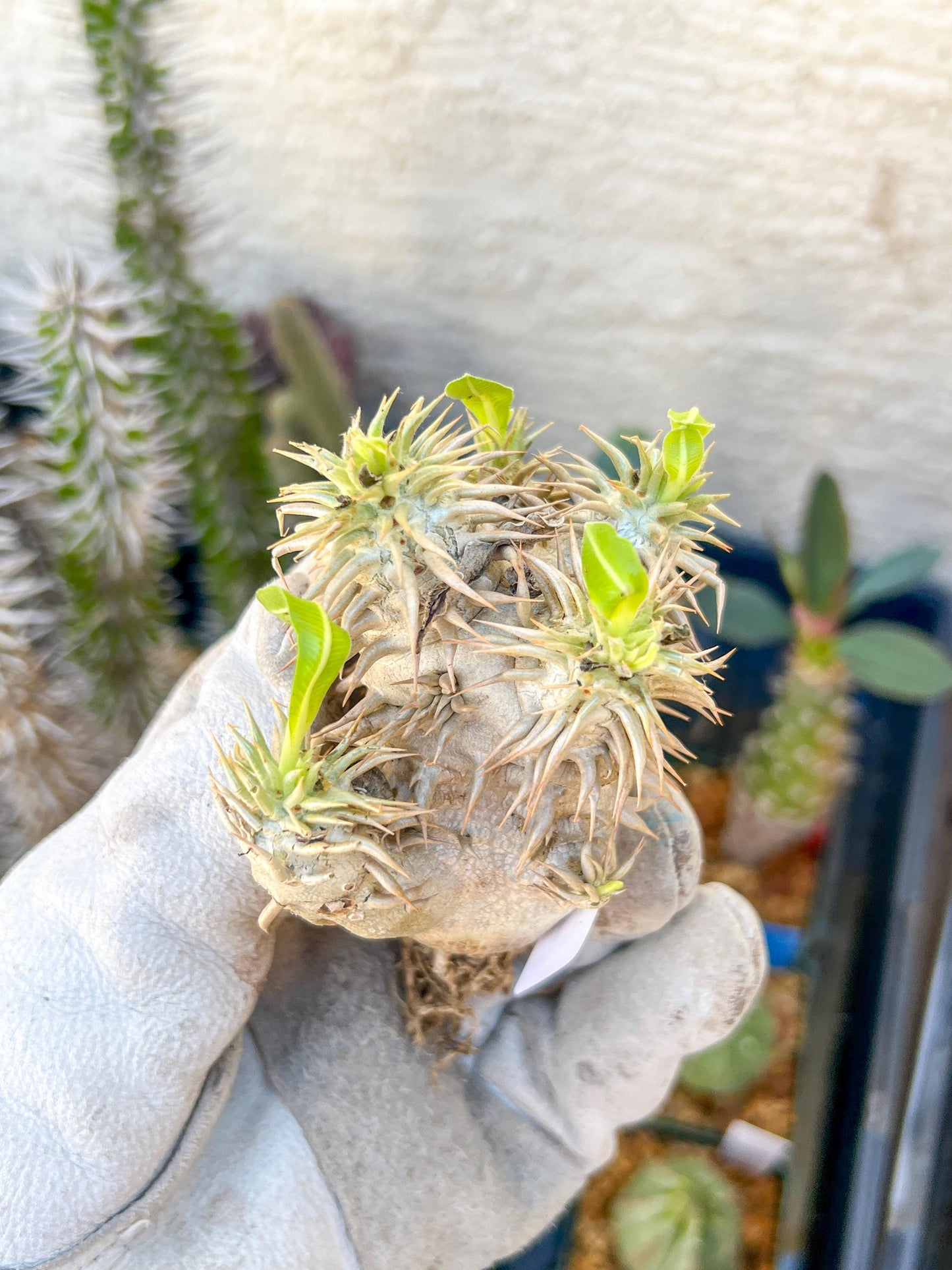 Bevicaule Baker (#7~8) | Imported Plants
