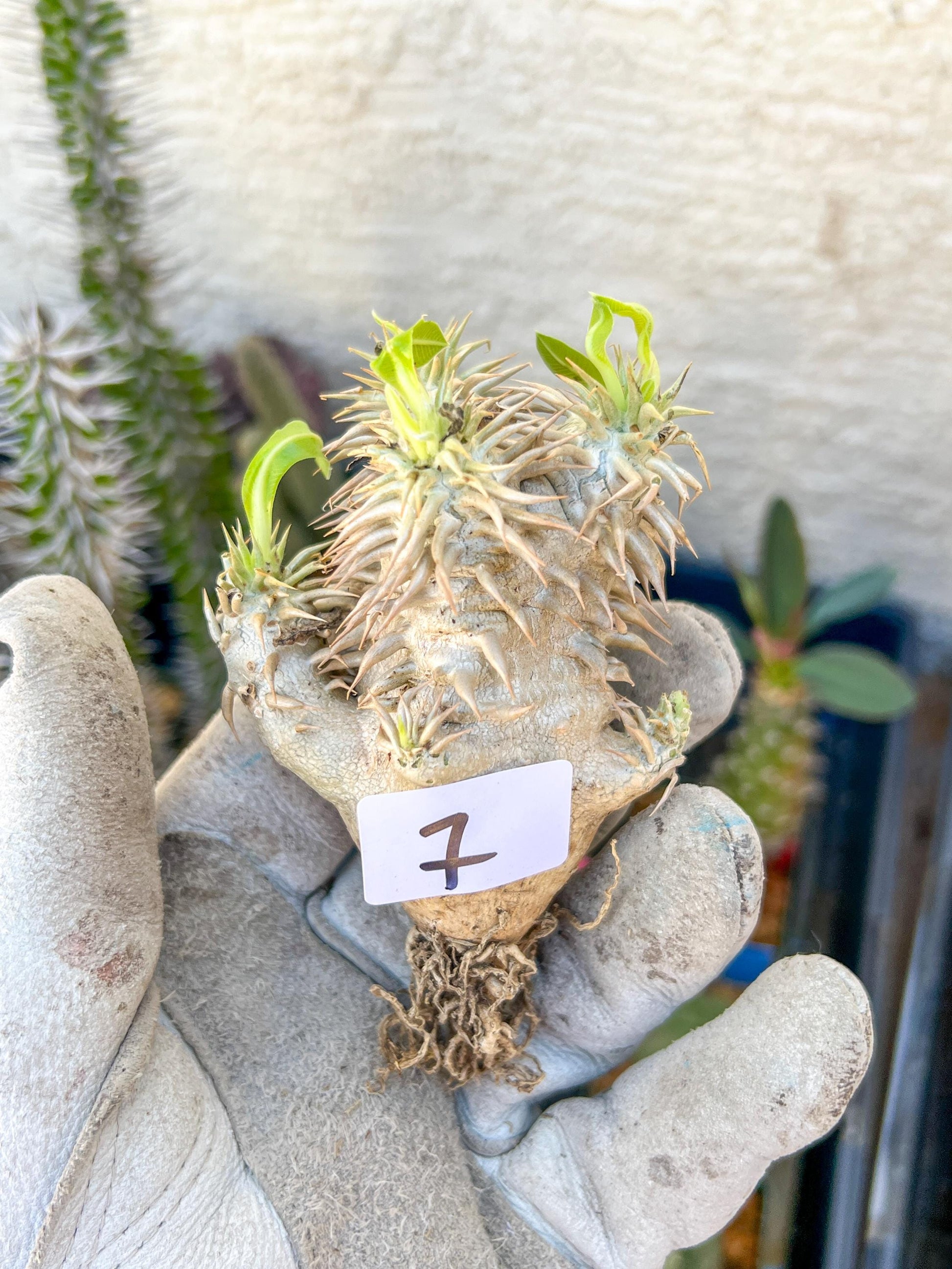 Bevicaule Baker (#7~8) | Imported Plants