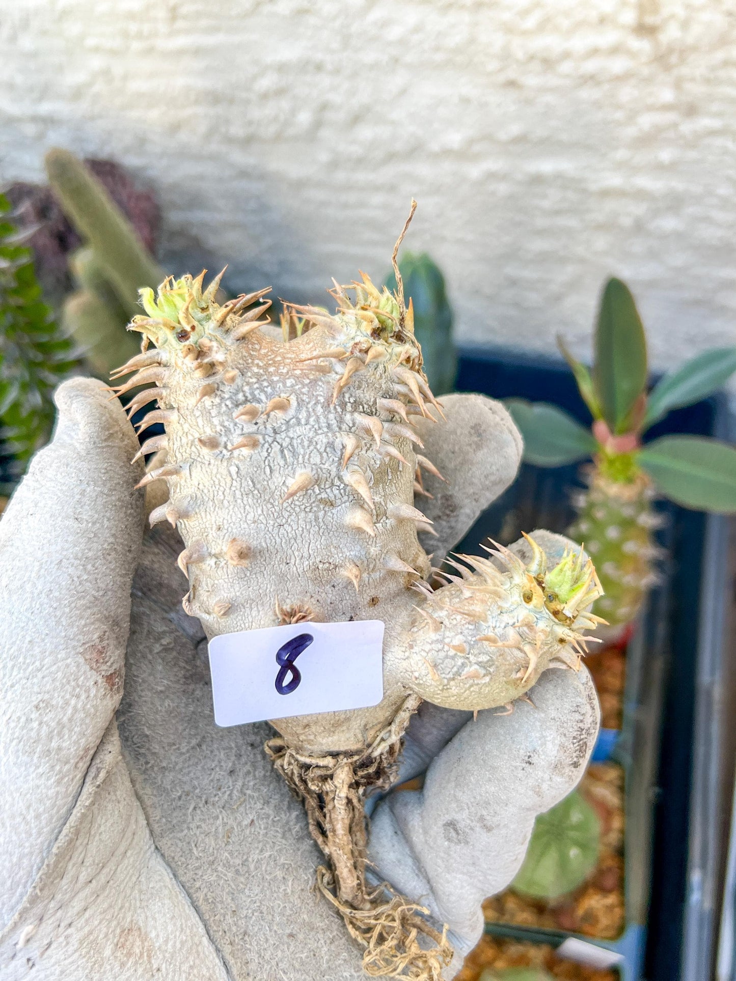 Bevicaule Baker (#7~8) | Imported Plants