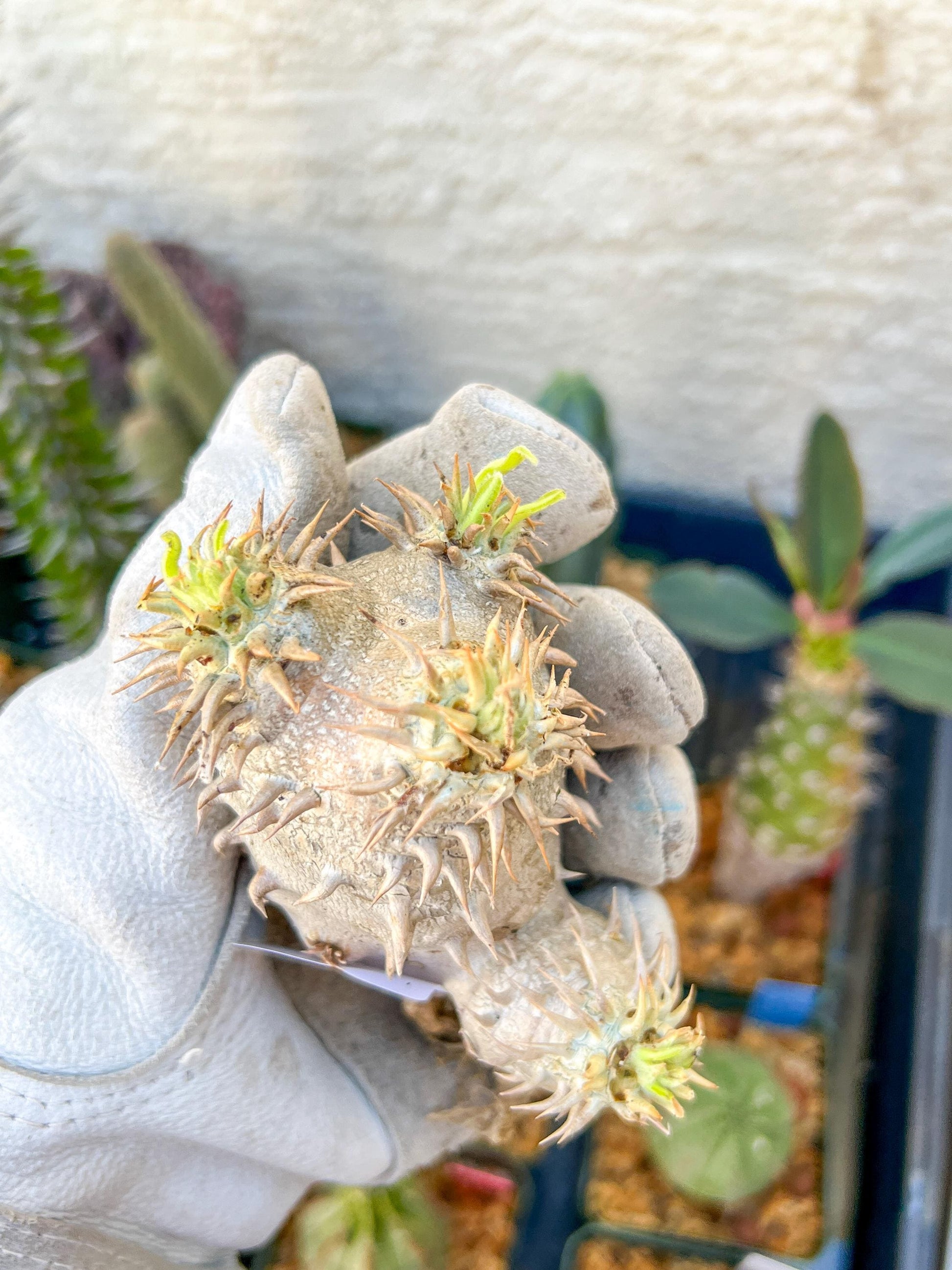 Bevicaule Baker (#7~8) | Imported Plants