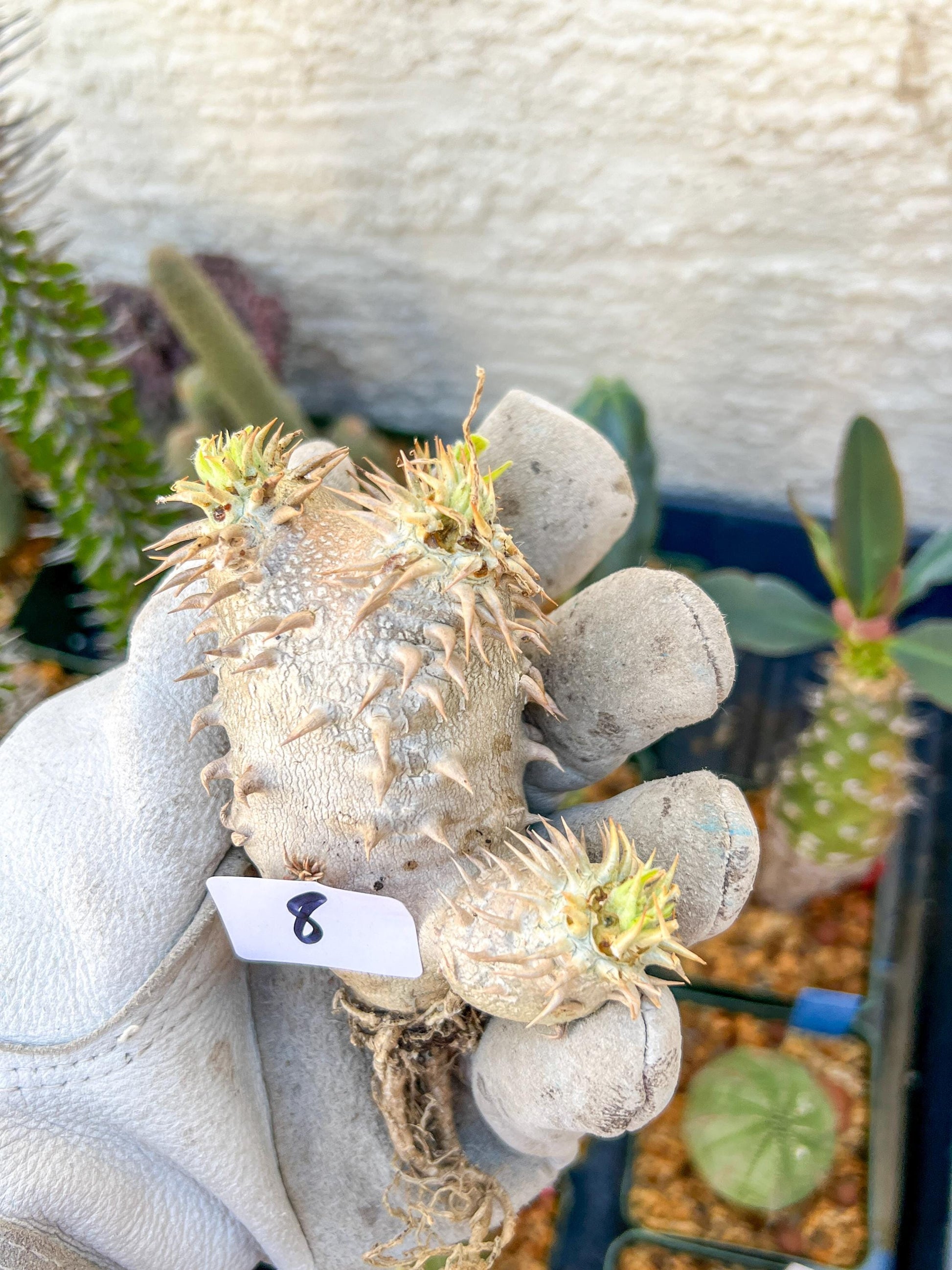 Bevicaule Baker (#7~8) | Imported Plants