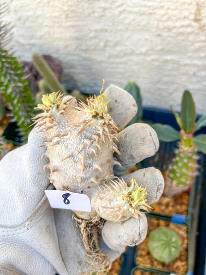Bevicaule Baker (#7~8) | Imported Plants