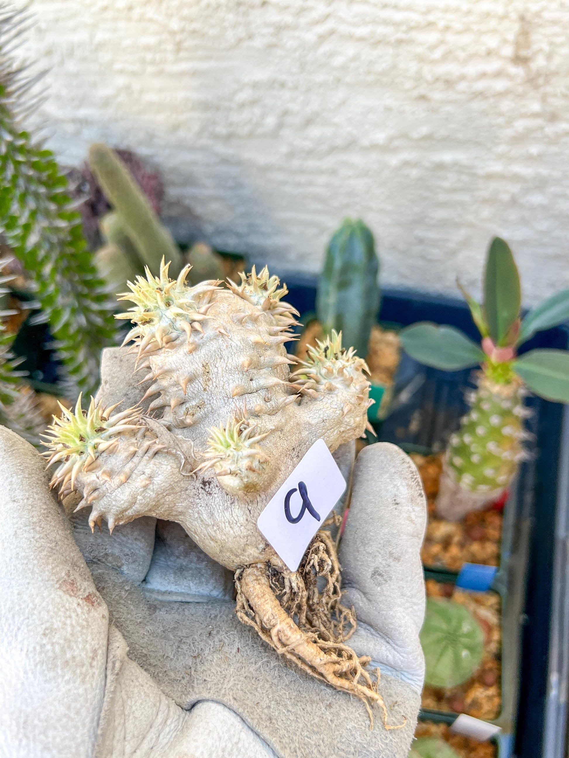 Bevicaule Baker (#9) | Imported Plants