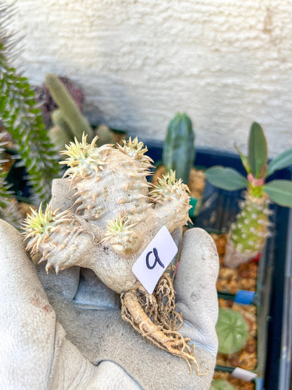 Bevicaule Baker (#9) | Imported Plants