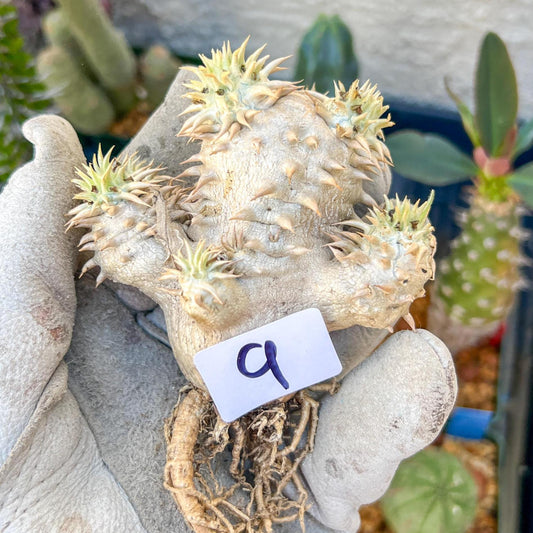 Bevicaule Baker (#9) | Imported Plants