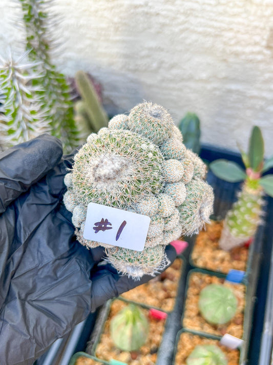 Epithelantha Micromeris (#1) | Imported Plants
