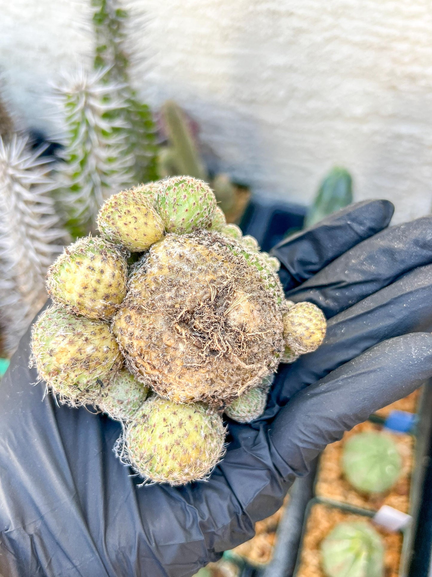 Epithelantha Micromeris (#1) | Imported Plants