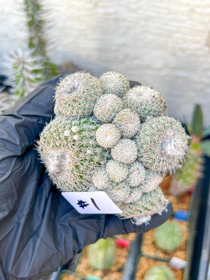Epithelantha Micromeris (#1) | Imported Plants
