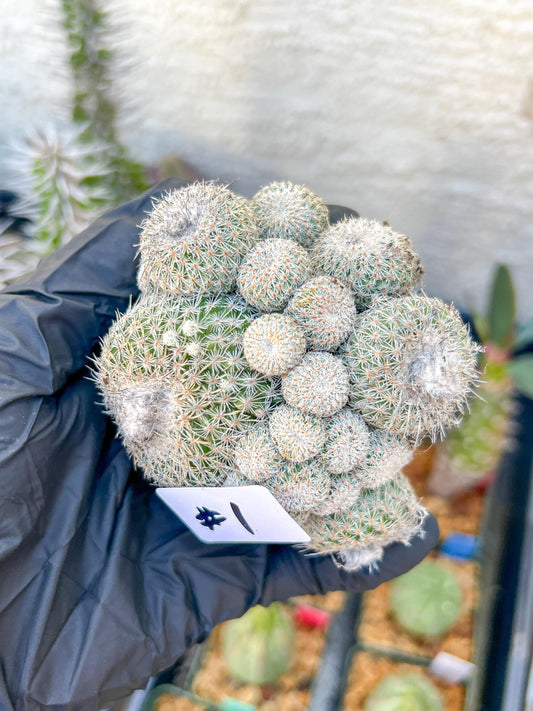 Epithelantha Micromeris (#1) | Imported Plants