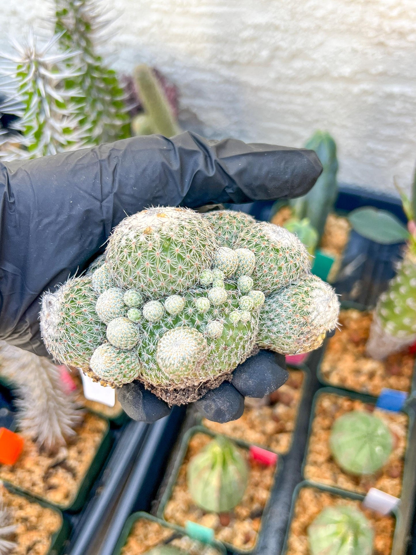 Epithelantha Micromeris (#2) | Imported Plants