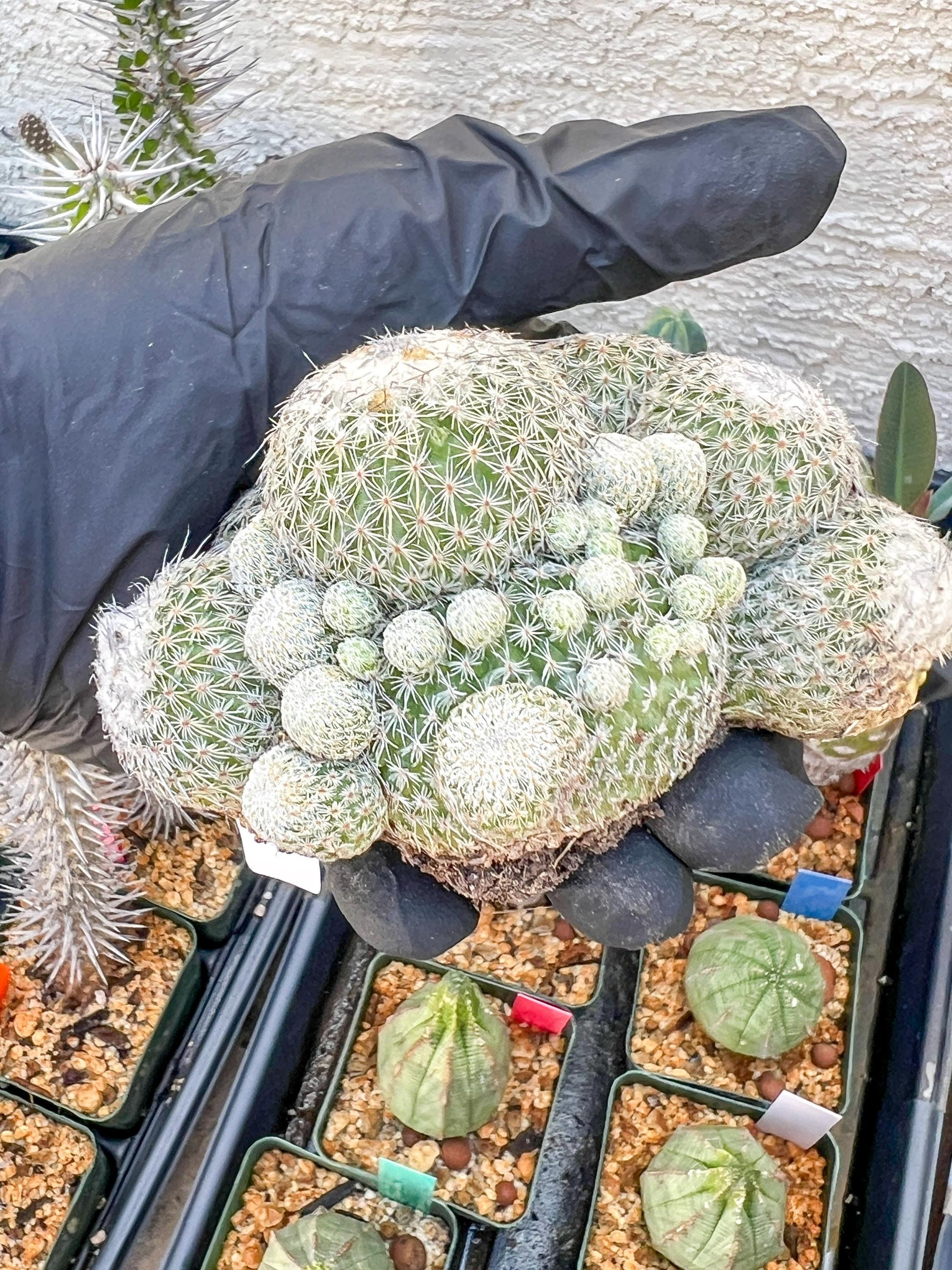 Epithelantha Micromeris (#2) | Imported Plants