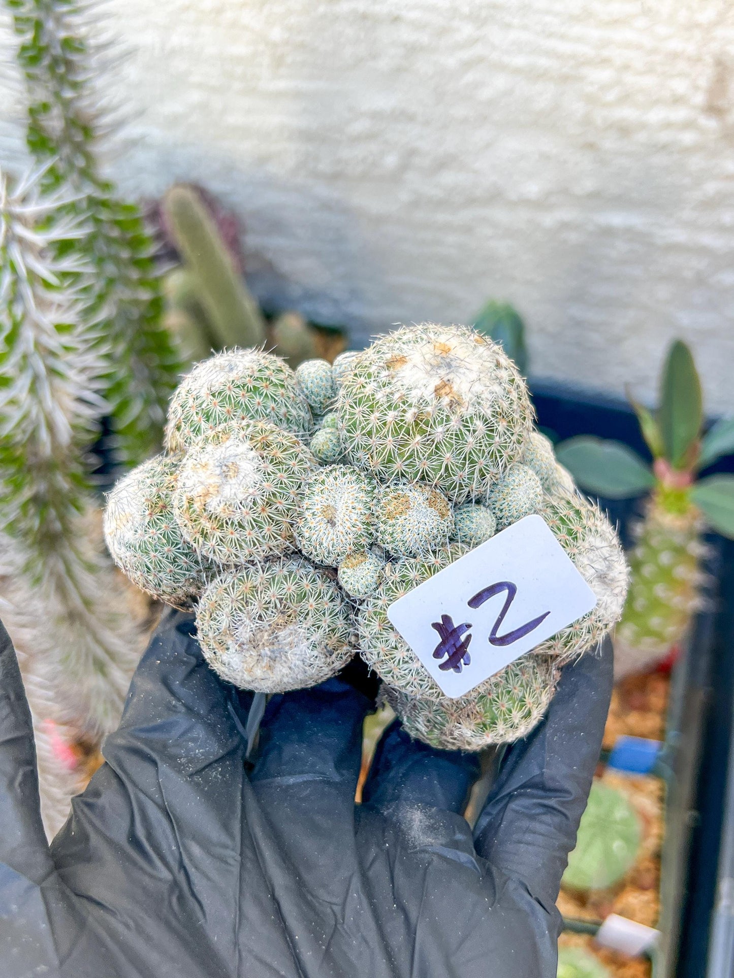 Epithelantha Micromeris (#2) | Imported Plants