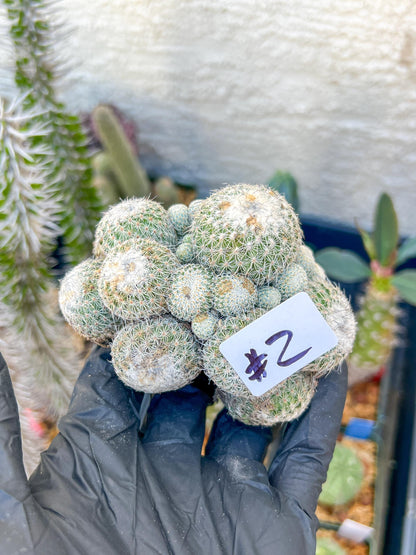 Epithelantha Micromeris (#2) | Imported Plants