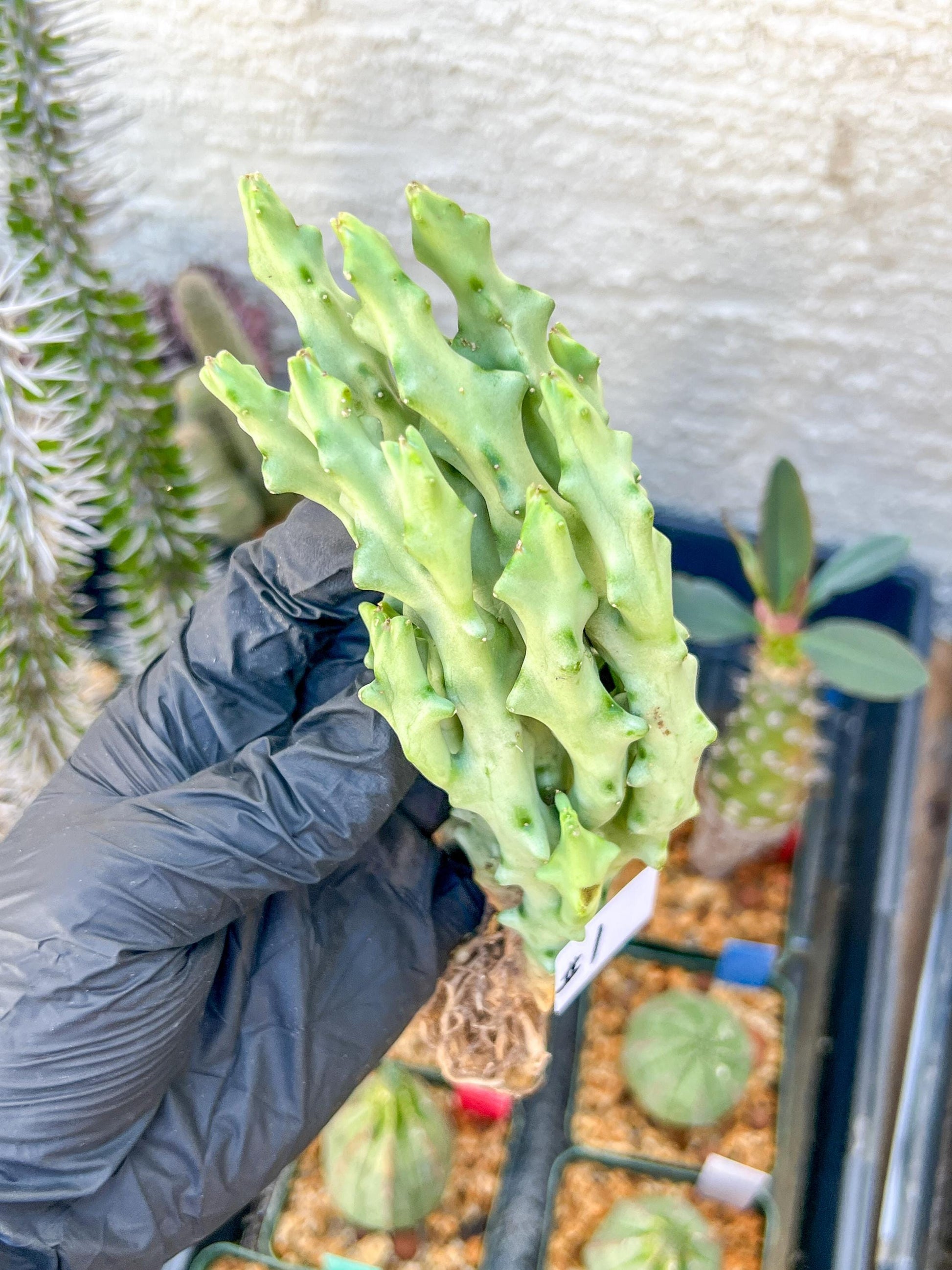 Caralluma Socotrana (#V8) | Rare Cactus | Starfish Flower | 5~6 Inch Tall