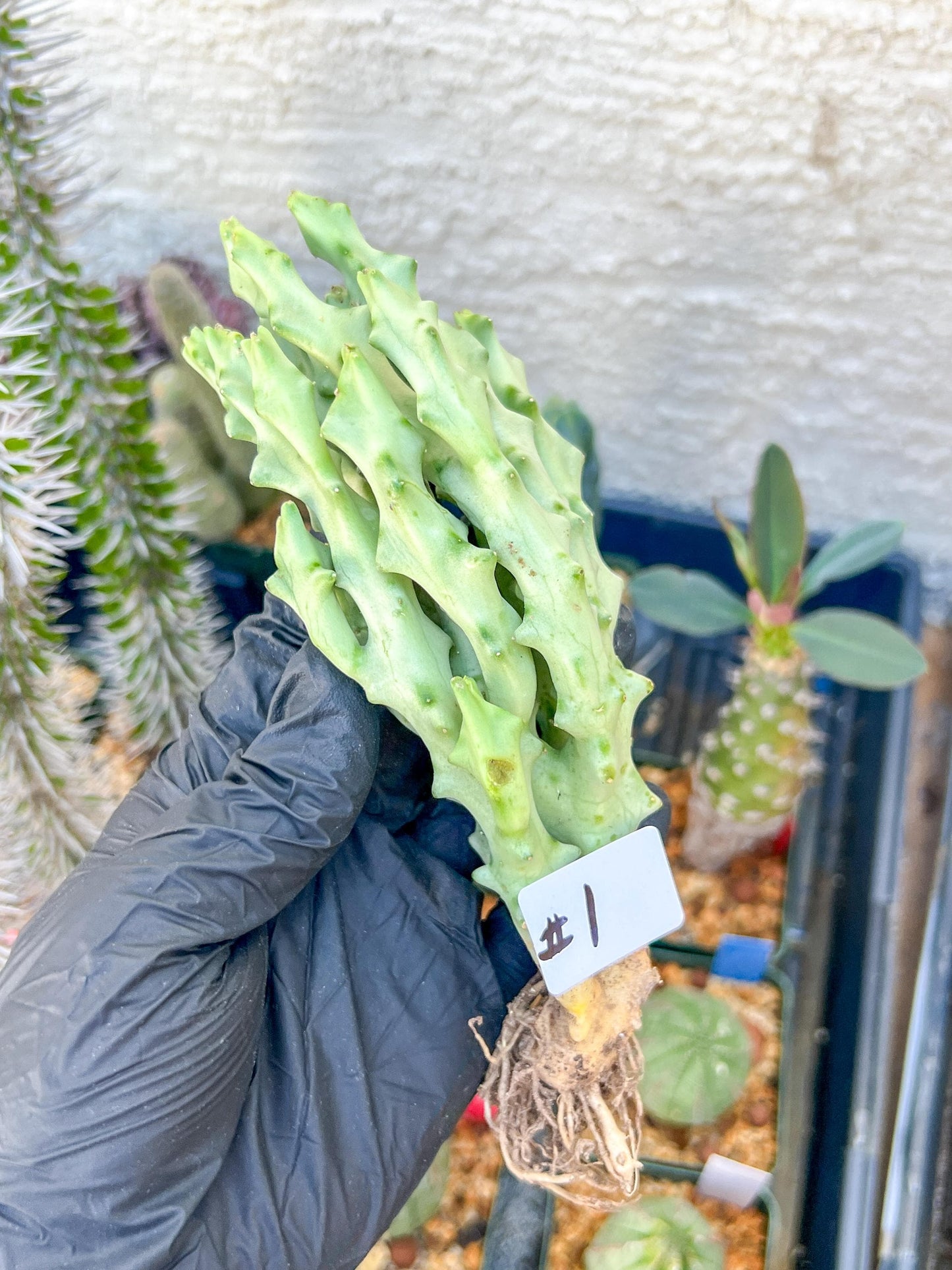 Caralluma Socotrana (#V8) | Rare Cactus | Starfish Flower | 5~6 Inch Tall