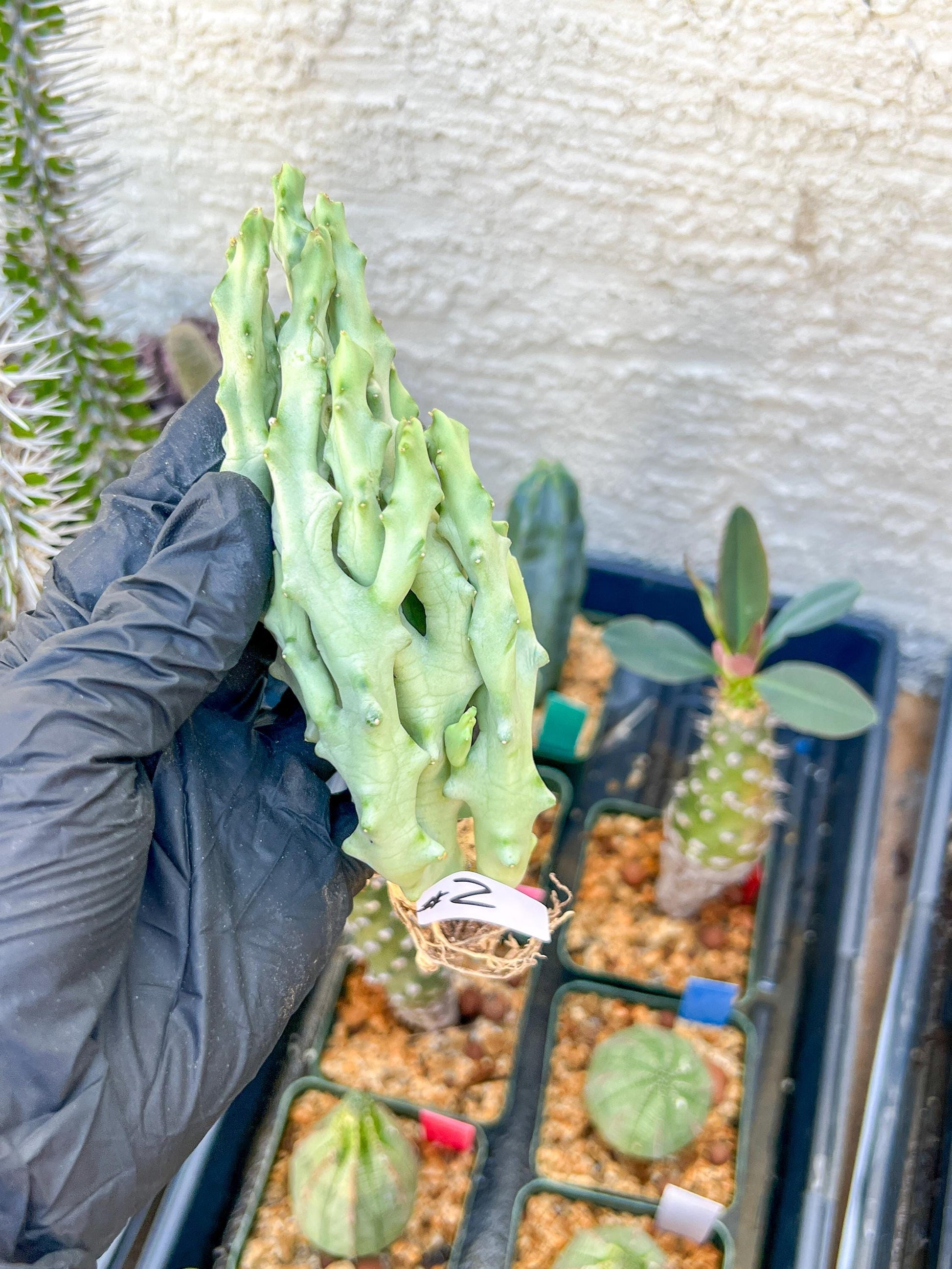 Caralluma Socotrana (#V8) | Rare Cactus | Starfish Flower | 5~6 Inch Tall